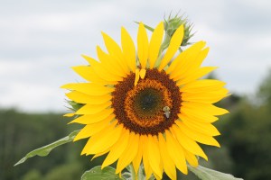 Sunflower Maze, Lyman Orchards 